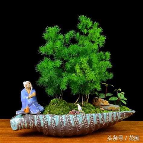 蓬萊松風水|蓬萊松：風水中象徵長青不敗的吉祥植物